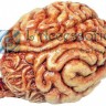 Gadget: Cervello grandezza umana