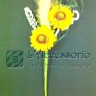 Pick Girasoli pannocchia e spiga