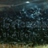 Gadget: Mini formiche 100 pezzi